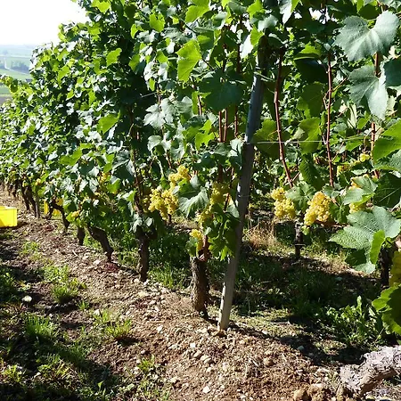Tuileries Couette-café Grandson