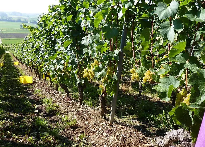 Tuileries Nocleg ze śniadaniem Grandson